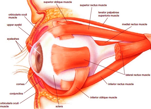 Sense of Vision. Accessory Organs of the Eye